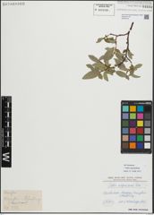 Foto von Salix myrsinifolia Salisb.